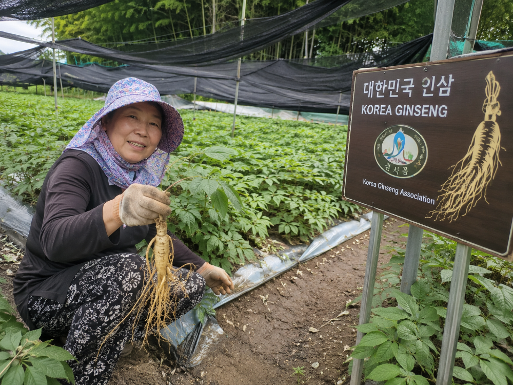 Ladang ginseng Korea — Korea Ginseng